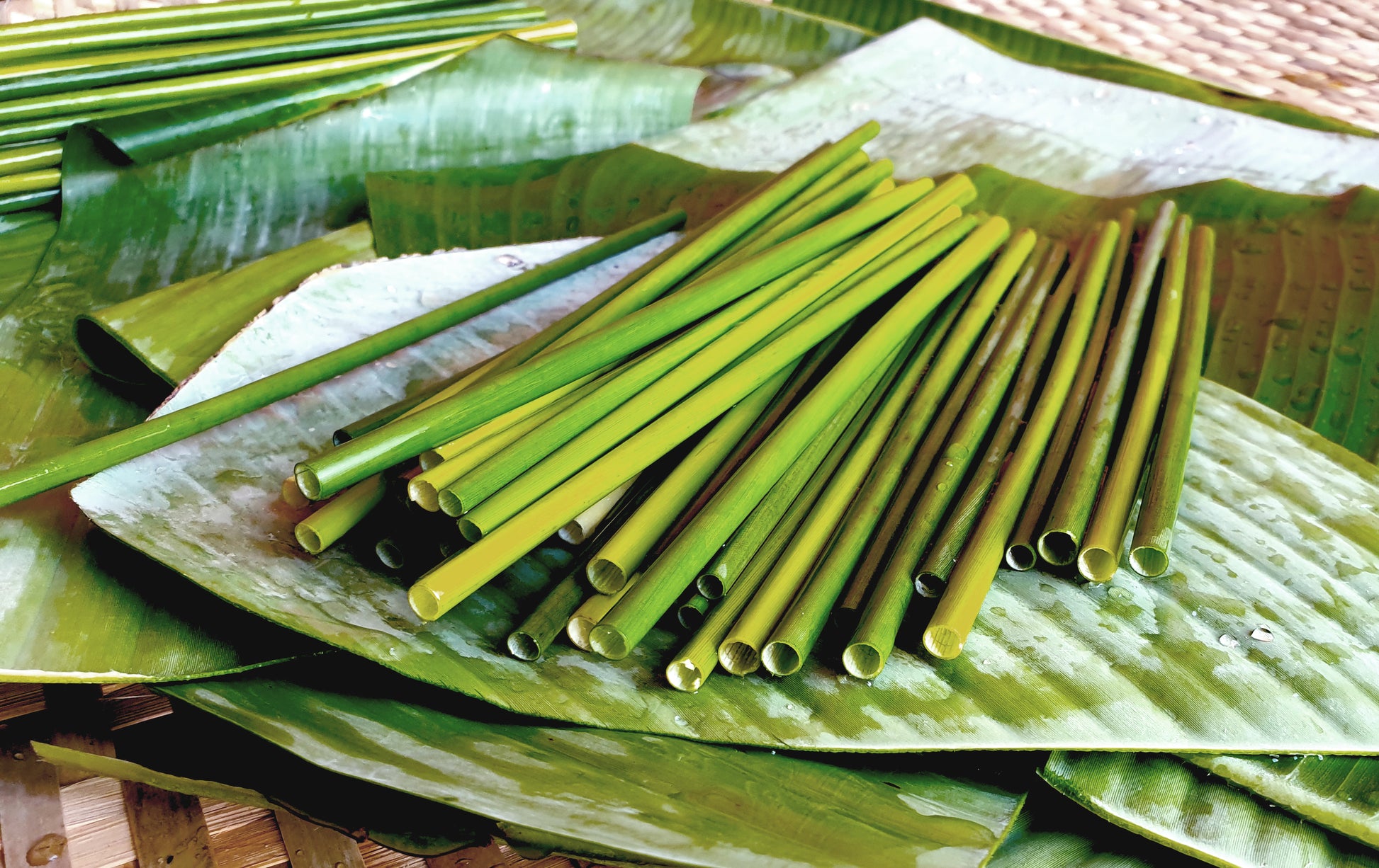 EQUO Grass Straw cocktail Size 50ct pack | Tableware | The Green Collective SG