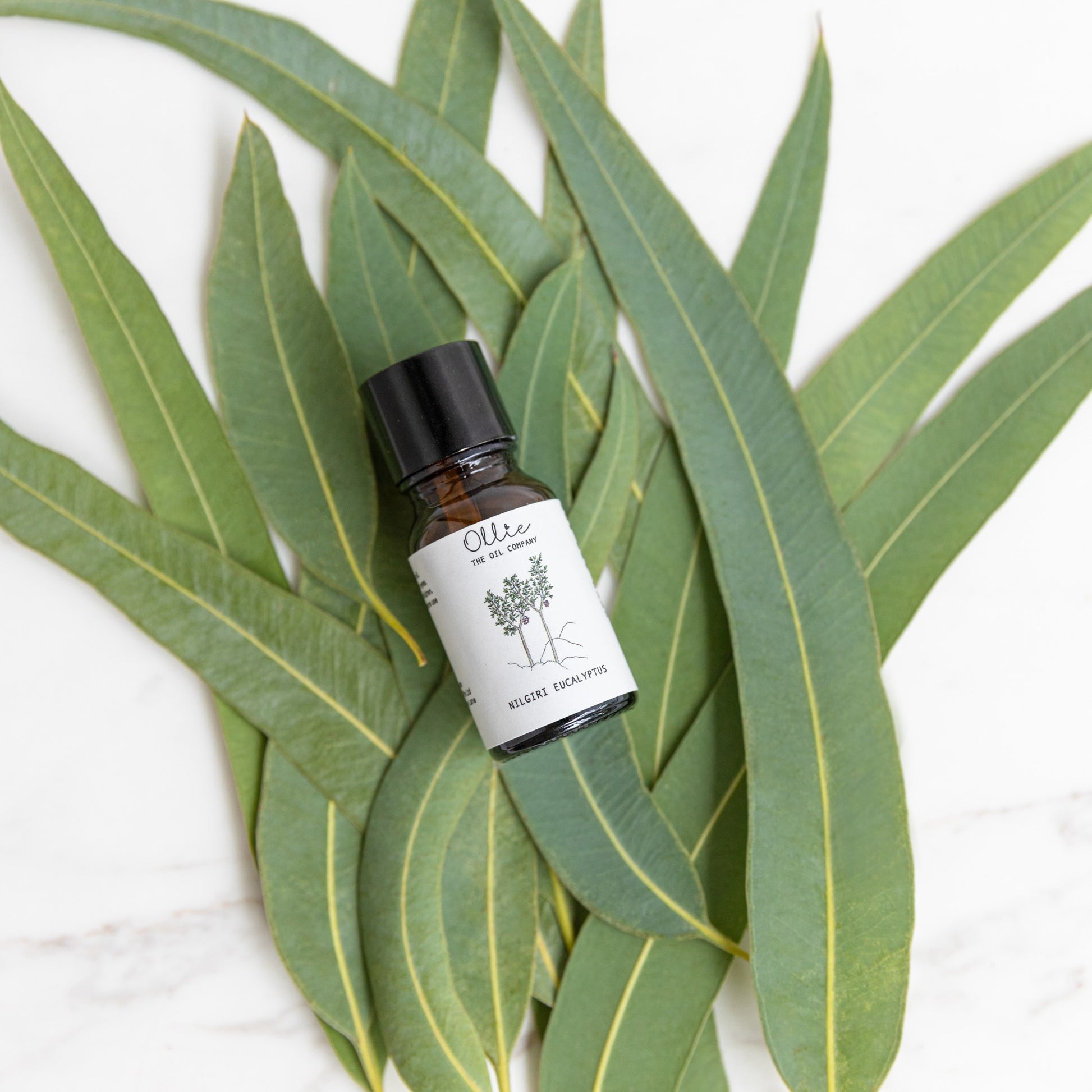 Ollie Nilgiri Eucalyptus Oil | Skincare Oils | The Green Collective SG